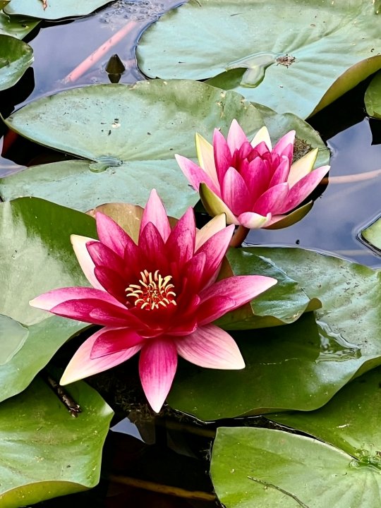 Nymphaea 'Attraction' at Bennett's Water Gardens