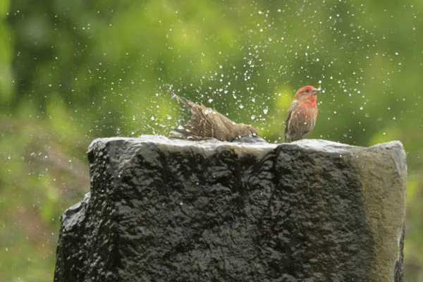 Birds in Fountain