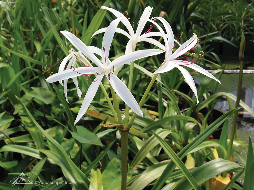 10 Invasive Pond Plants You Need to Know - Aquatic Crinum