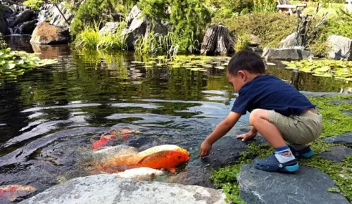 Boy Feeding Pond Koi