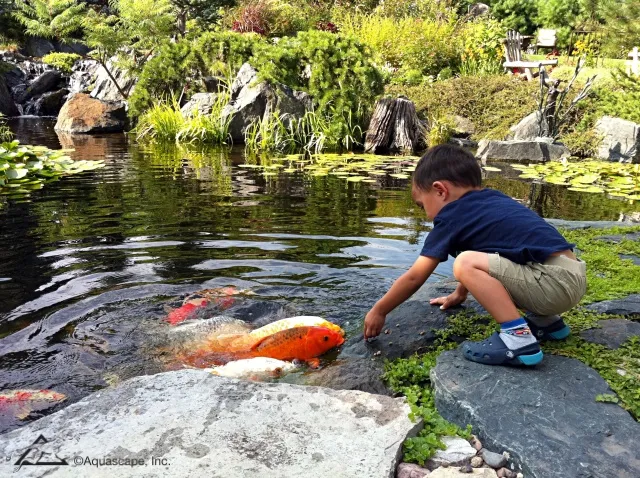 Boy Feeding Pond Fish and Koi