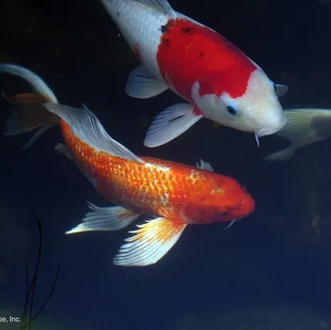 Koi and a Butterfly Koi in Pond