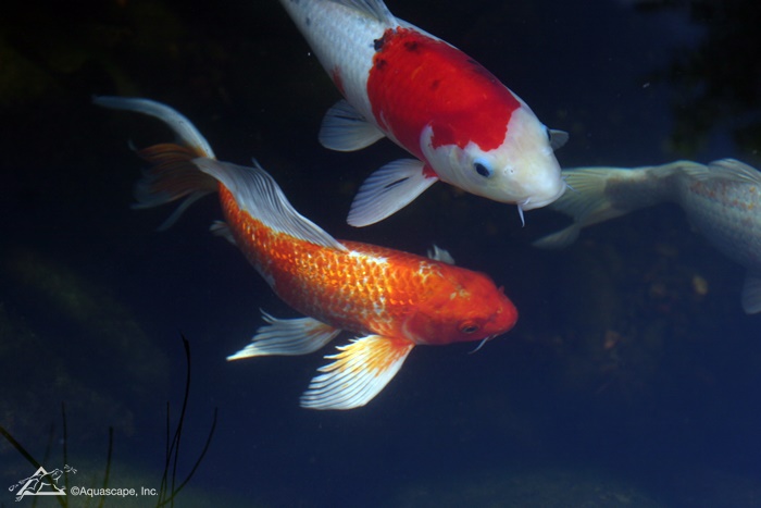 Koi and a Butterfly Koi in Pond