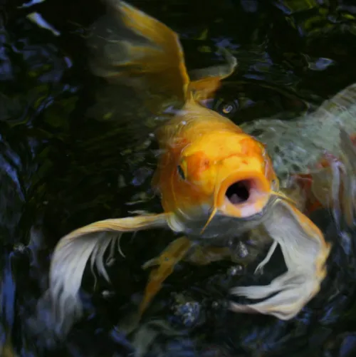 Basic facts about butterfly koi