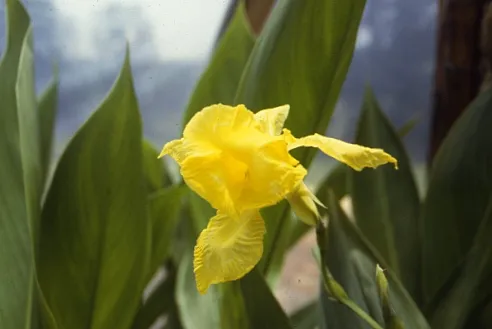 10 Invasive Pond Plants You Need to Know - Canna