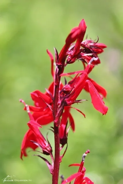 Cardinal Flower