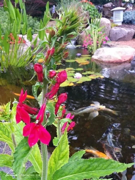cardinal flower and pond plants in water garden
