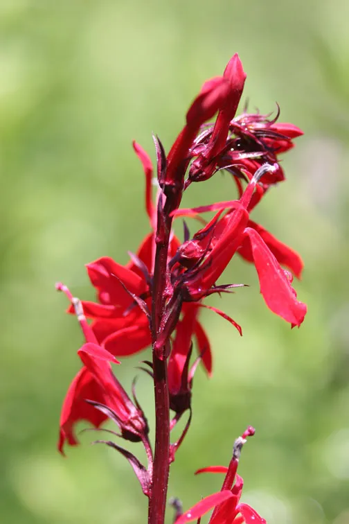 10 Popular Pond Plants - Cardinal Flower