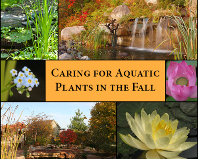 CaringforAquaticPlantsintheFallFBImage