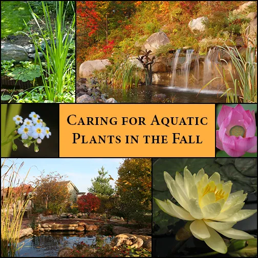 Caring for Aquatic Plants in the Fall - Aquascape