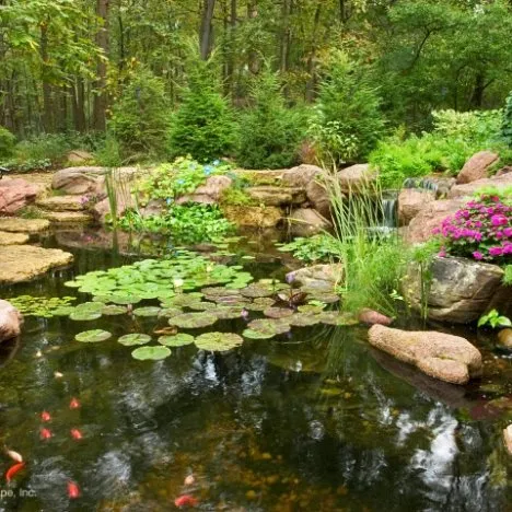 Aquascape Ecosystem Pond