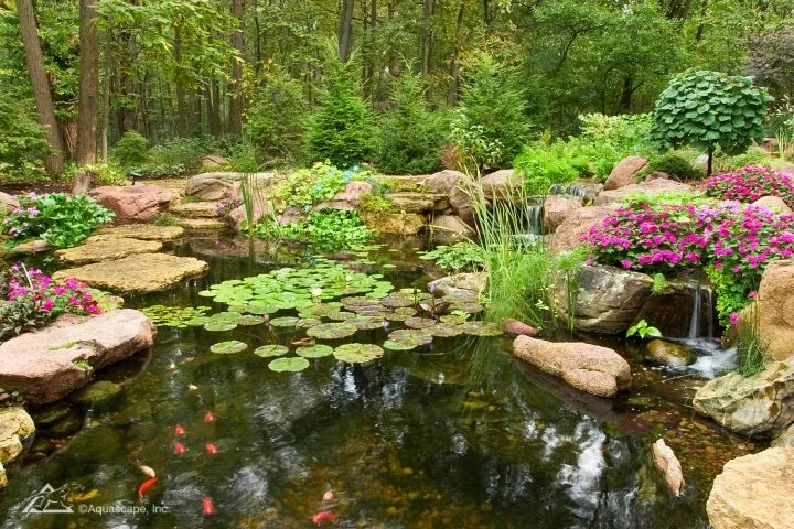 Aquascape Ecosystem Pond