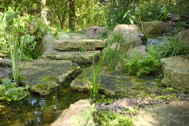 The greens of moss, ferns and architectural grasses reflect light stealing through the leafy canopy above in this water feature.