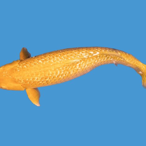 Chagoi Koi