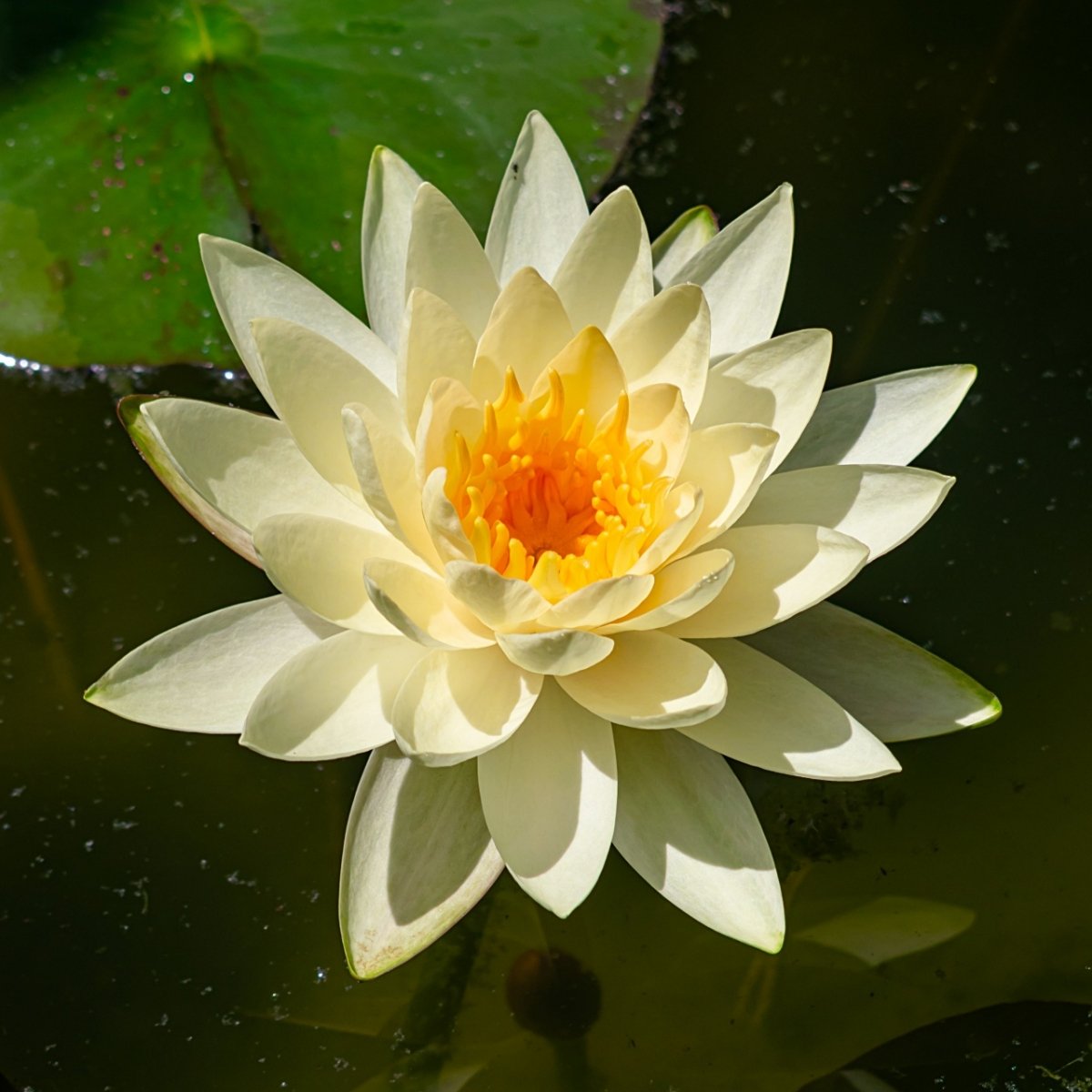White water lily (Nymphaea Chromatella), blooming with afternoon sunlight, in summer Nymphaea 'Chromatella'