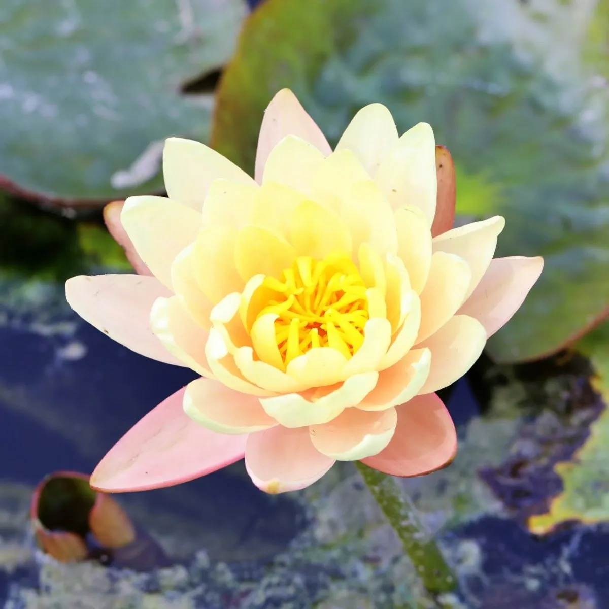 'Nymphaea' Chrysantha 'Nymphaea' Chrysantha