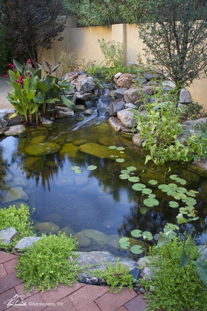 Aquascape Ecosystem Pond with Clear Water