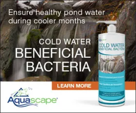 Aquascape Cold Water Beneficial Bacteria for Backyard Ponds