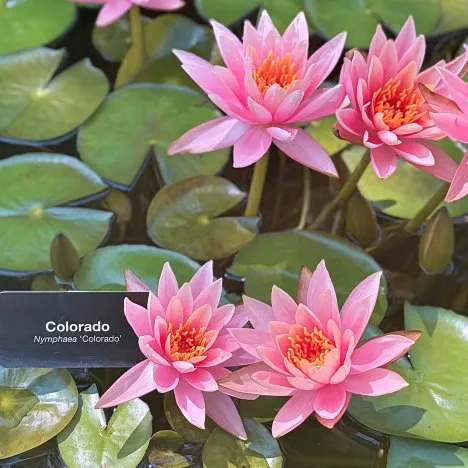 Nymphaea Colorado