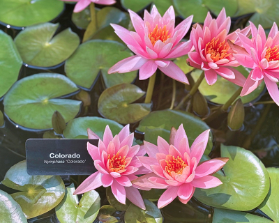 Nymphaea Colorado