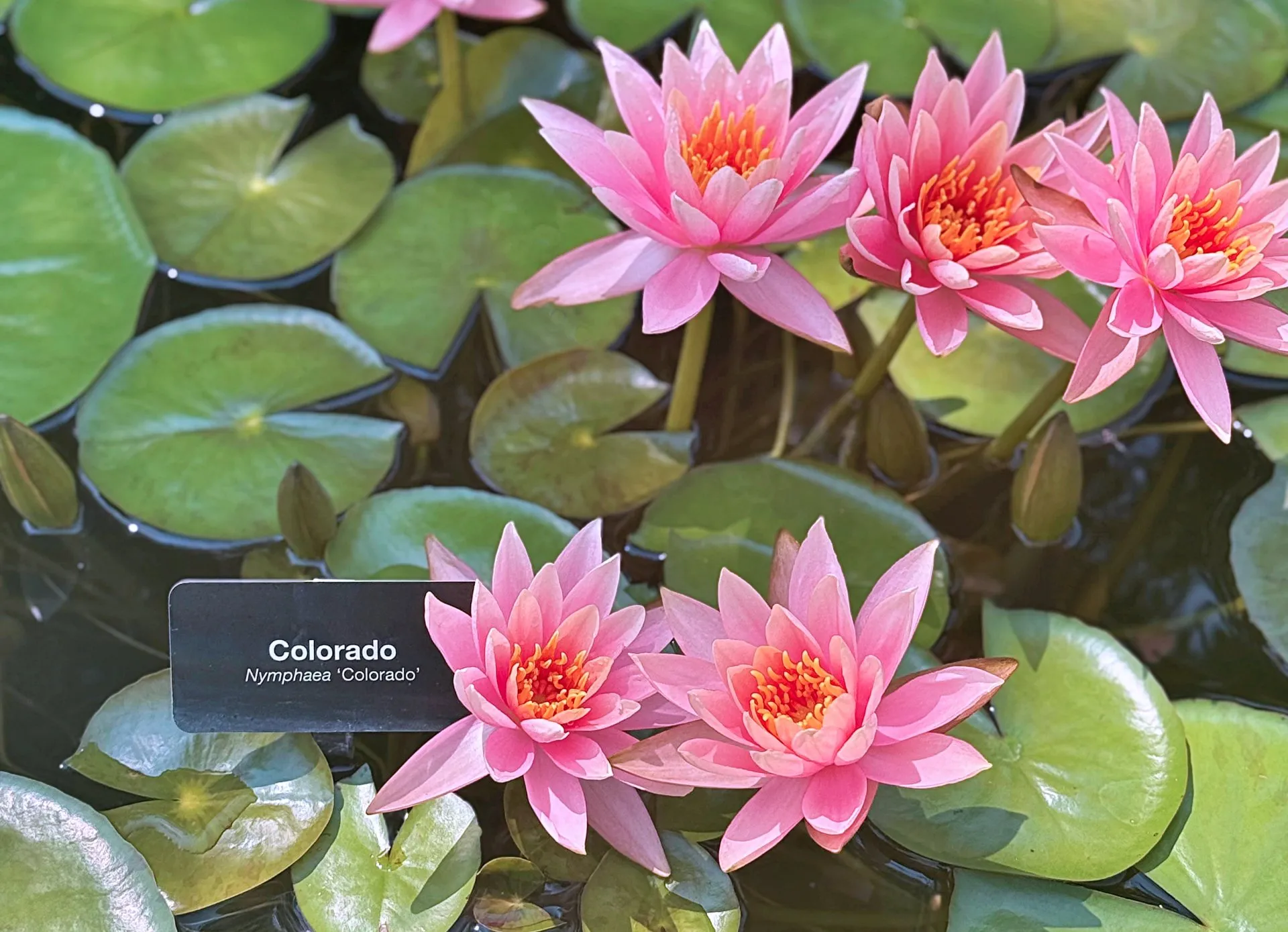 Nymphaea Colorado