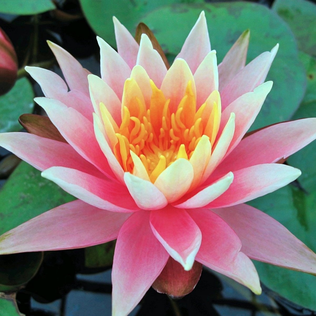 Nymphaea 'Colorado' Nymphaea 'Colorado'