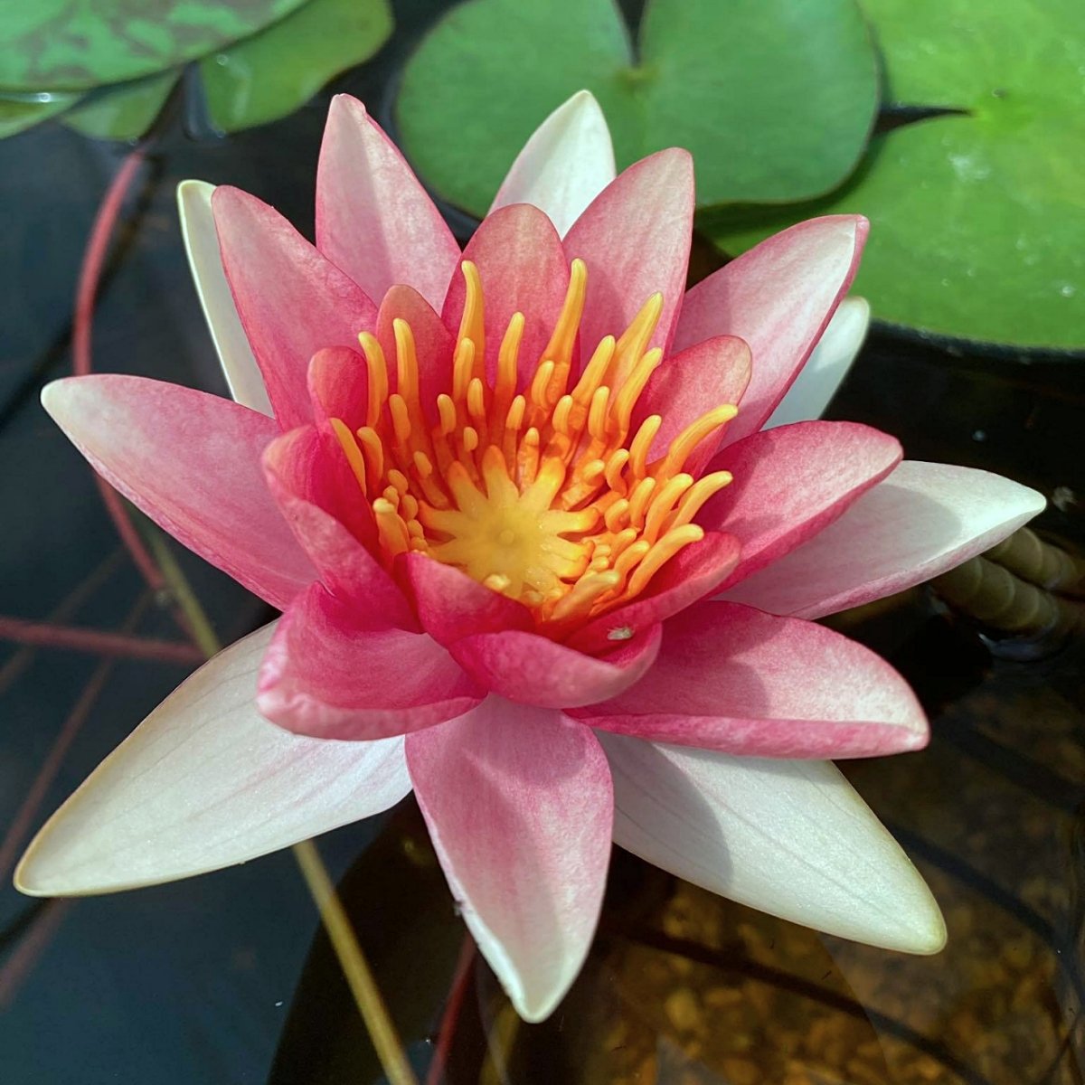 Nymphaea 'Comanche' Nymphaea 'Comanche'