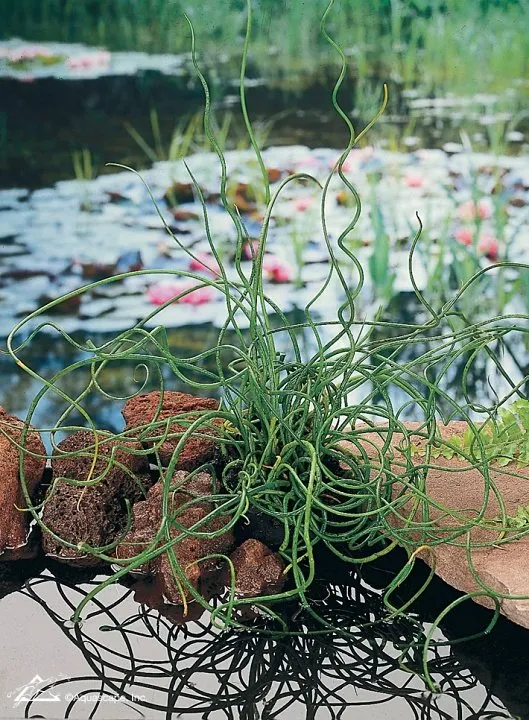 Corkscrew Rush in Backyard Pond
