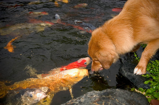 An Eskimo Kiss is shared over a trickle of koi fish food pellets.