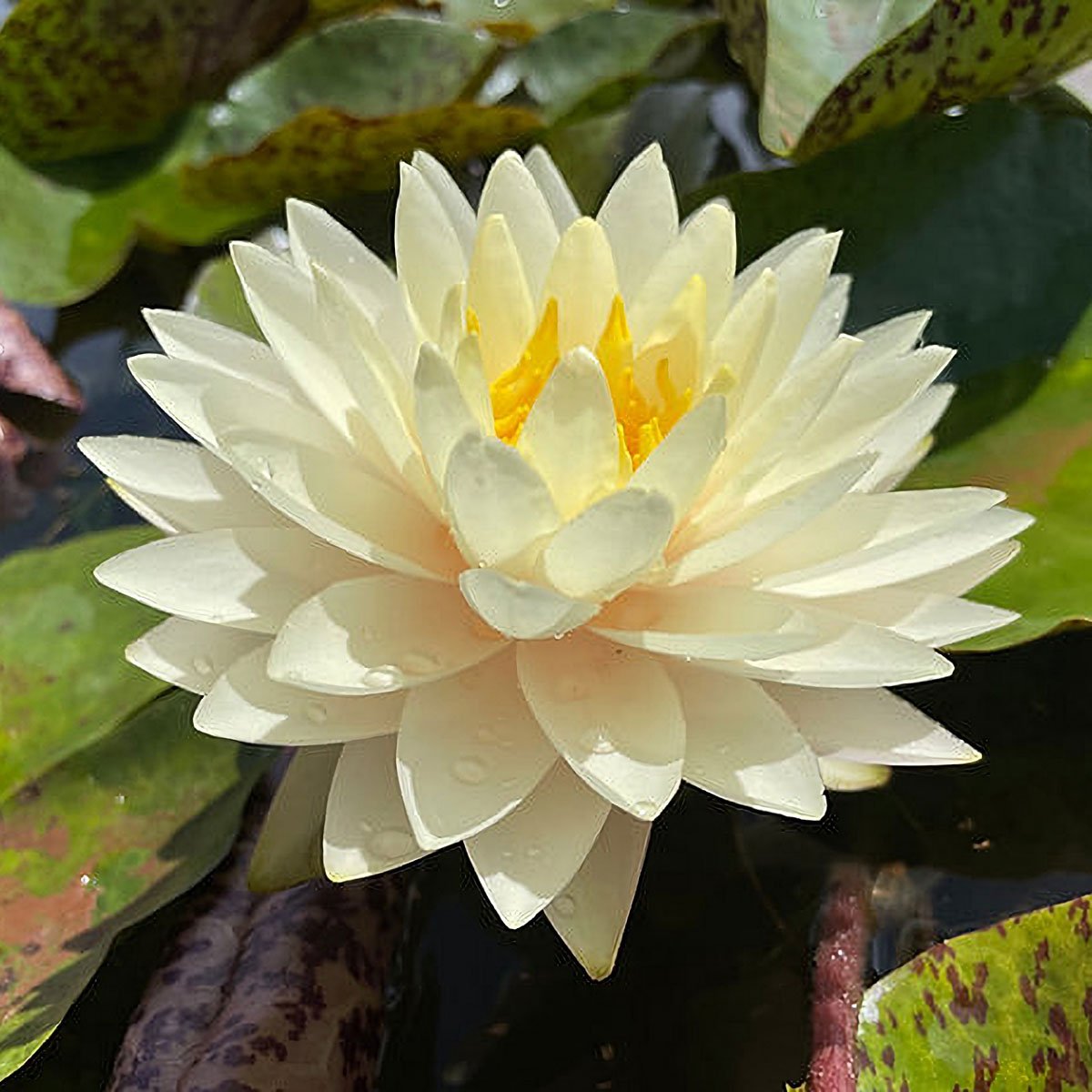 Darjeeling AO Nymphaea 'Darjeeling'
