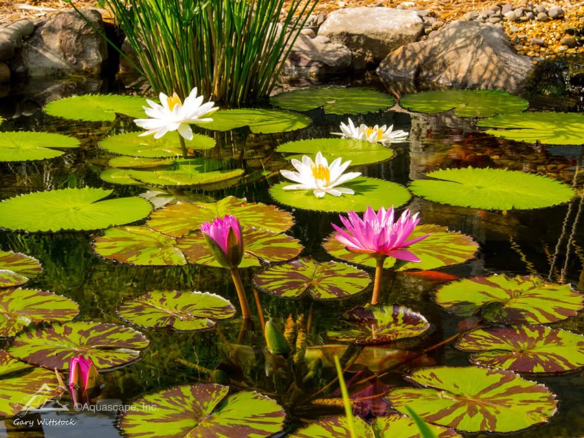Tropical Water Lilies in Aquascape Pond Tropical Water Lilies in Aquascape Pond