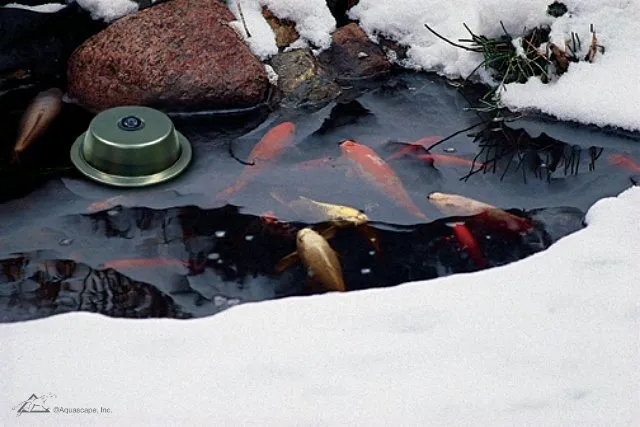 Koi pond winter care deals