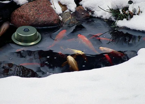 Pond fish in winter pond