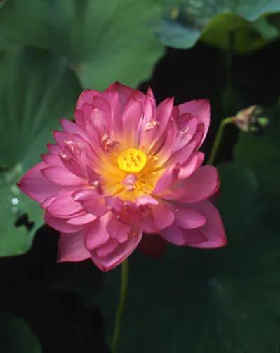 Chinese Double Rose Lotus