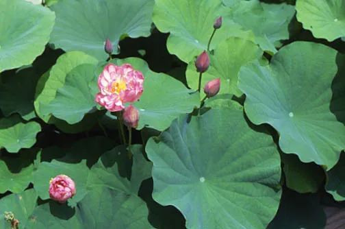 Double Rose Lotus