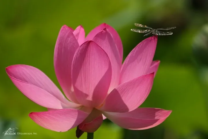 Dragonfly on pink lotus in pond