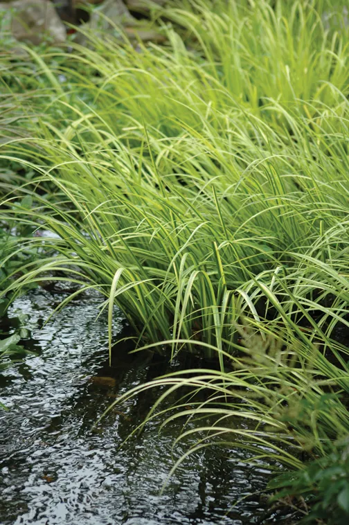 Variegated Sweet Flag Pond Plants