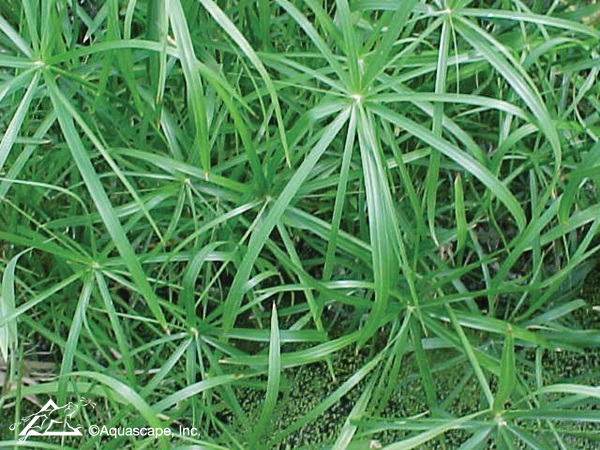 Umbrella Palm Pond Plant