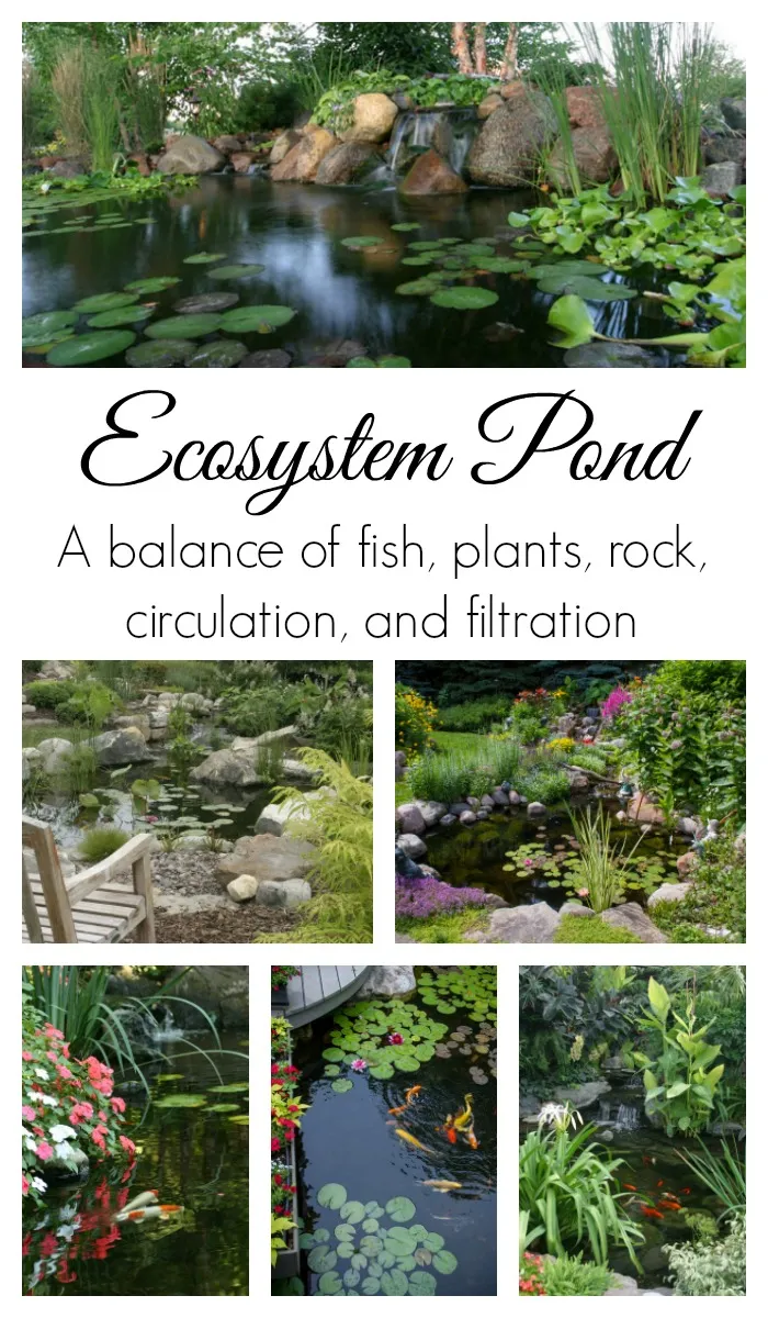 An ecosystem pond may be the perfect option for you when choosing the perfect water feature for your yard!
