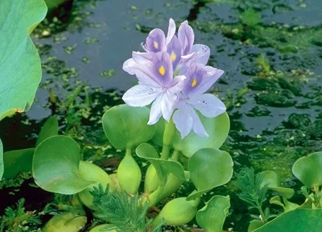 Water Hyacinth in Koi Pond