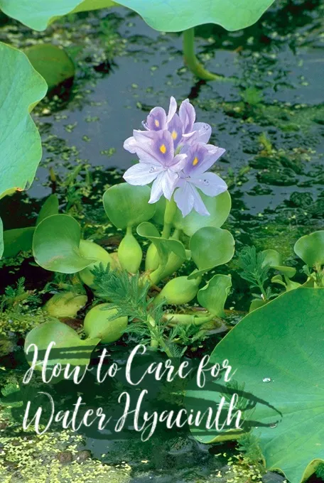 How to Care for Water Hyacinth - Eichhornia Crassipes