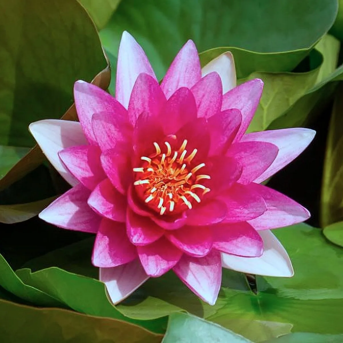 Nymphaea 'Escarboucle' Nymphaea 'Escarboucle'