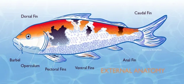 Koi and Pond Fish External Anatomy of Body and Fins