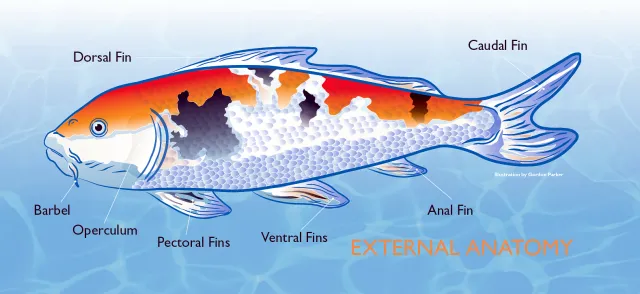 Pond Fish Anatomy, What You Need to Know