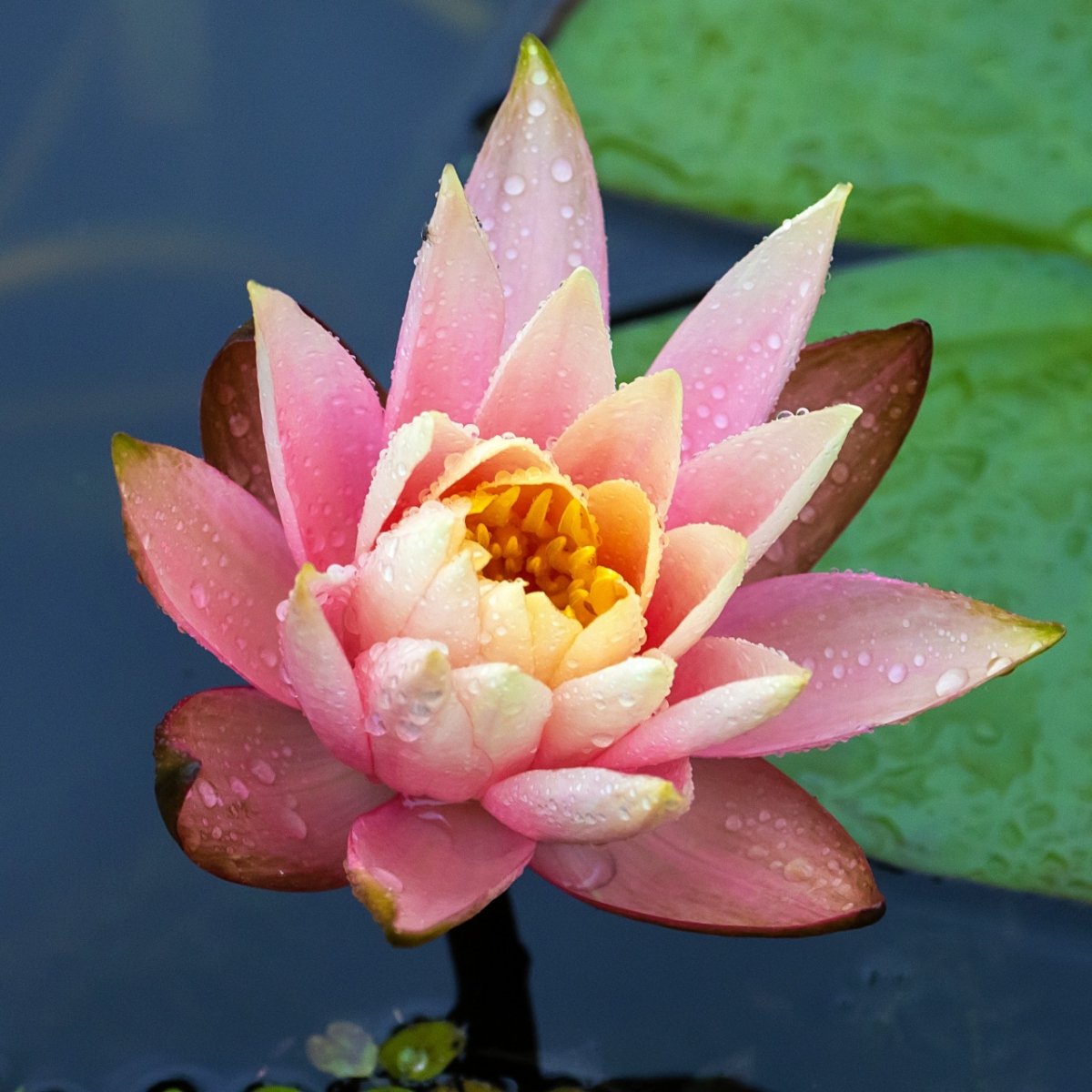 Pink water lily (nymphaea fabiola) on Réunion Island Nymphaea 'Fabiola'