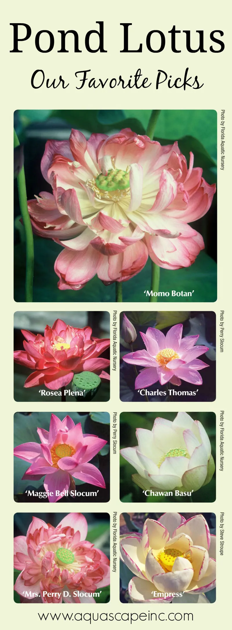 See our list of favorite lotus for your pond or container water garden.