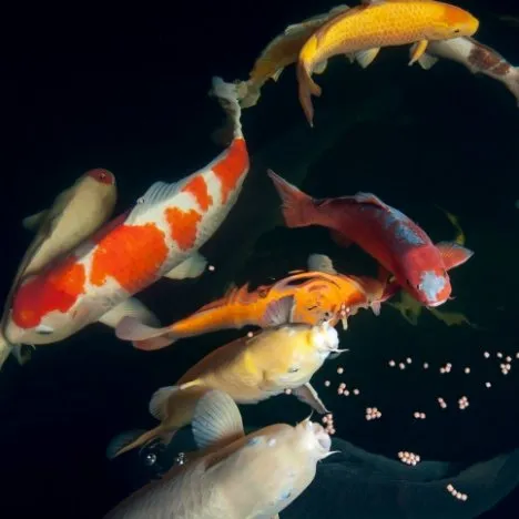 Colorful Koi Being Fed in Pond