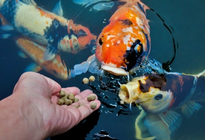 feeding koi