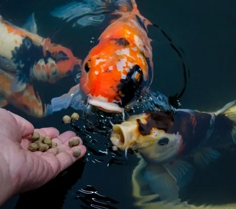 Koi carp food pets at home deals