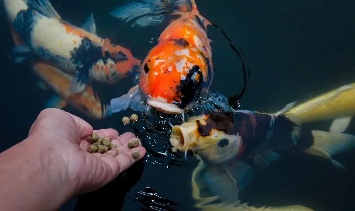 What do fish eat in a pond? | Pond Fish Feeding Tips